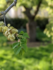 Ulmus