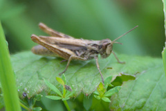 Chorthippus apricarius