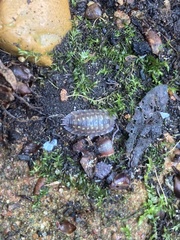 Oniscus asellus