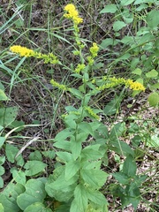 Solidago ulmifolia