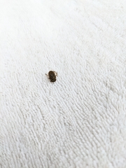 Euoniticellus intermedius