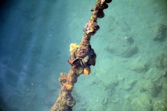 Mytilidae
