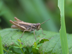 Chorthippus apricarius