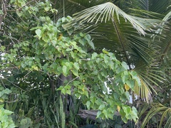 Thespesia populnea
