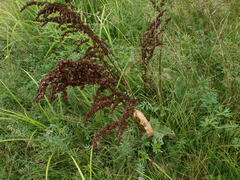 Rumex confertus