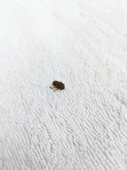 Euoniticellus intermedius