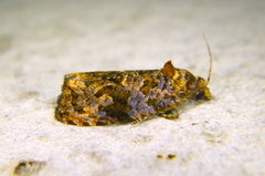Endothenia hebesana