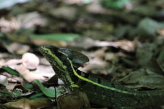 Basiliscus vittatus