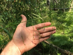 Glyceria elata