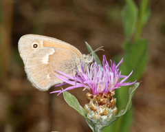 Coenonympha california