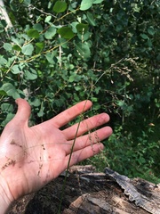 Glyceria elata