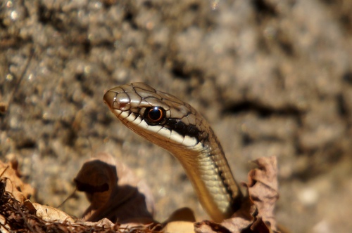 Pacific Patchnose Snake