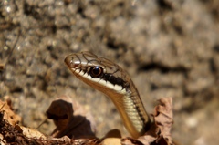 Salvadora lemniscata