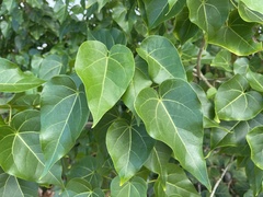 Thespesia populnea