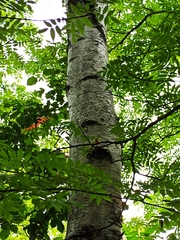 Betula platyphylla