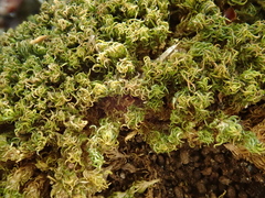 Tortella flavovirens