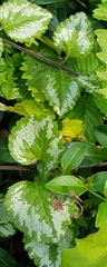 Lamium galeobdolon
