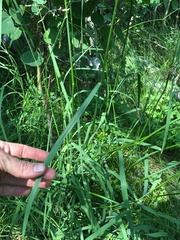 Glyceria elata