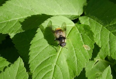 Cheilosia illustrata
