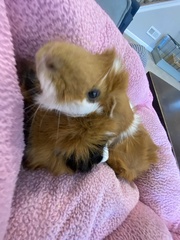 Cavia