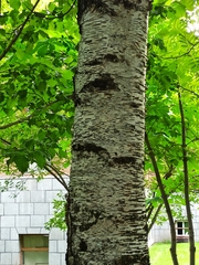 Betula platyphylla