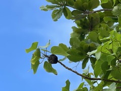 Thespesia populnea