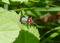 Cantharis rustica