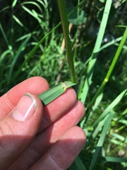Glyceria elata
