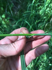 Glyceria elata