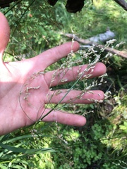 Glyceria elata