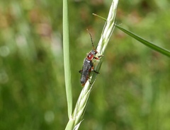 Cantharis rustica