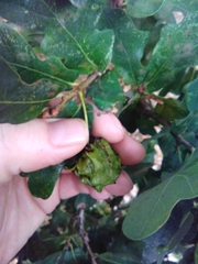 Andricus quercuscalicis