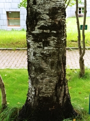 Betula platyphylla
