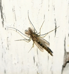 Chironomidae