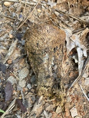 Pisolithus