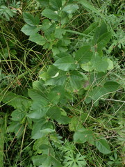 Aronia mitschurinii