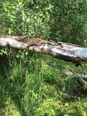 Glyceria elata
