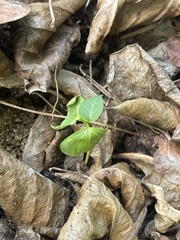 Thespesia populnea