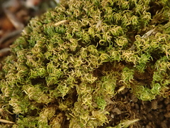Tortella flavovirens