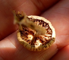 Agrocybe putaminum