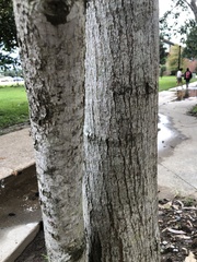 Quercus laurifolia