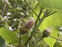 Thespesia populnea