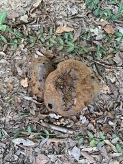 Pisolithus tinctorius