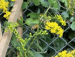 Milesia virginiensis