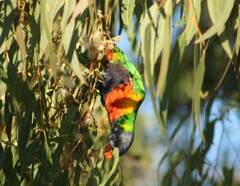 Trichoglossus moluccanus