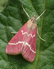 Pyrausta volupialis