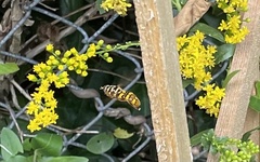 Milesia virginiensis