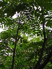 Juglans ailantifolia