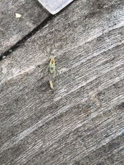 Bucculatrix canadensisella