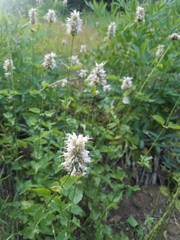 Agastache urticifolia